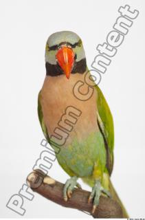 Parrot Psittacula alexandri 0016
